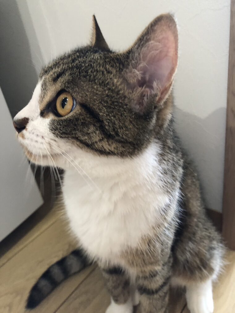 マッチョウ🐾