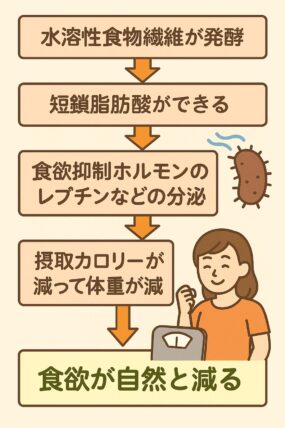 水溶性食物繊維の役割・効果。食欲が減る仕組み